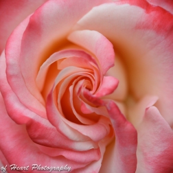 Pink & White Rose