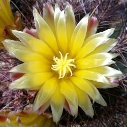 Cactus Flower Closeup