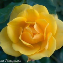 Yellow Rose of Italy